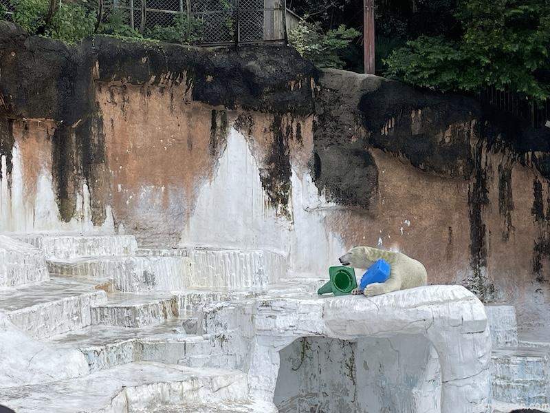 おもちゃで遊ぶシロクマ