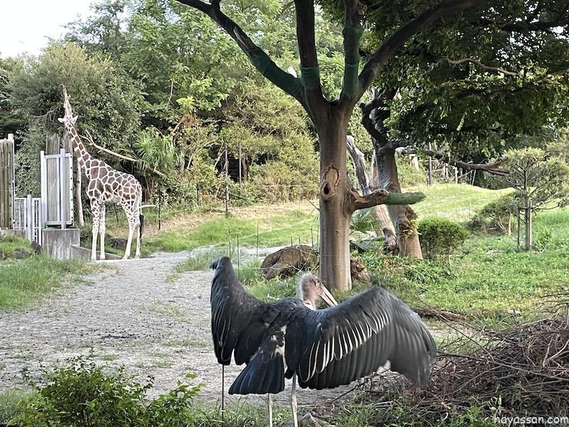 自由にしているキリンと鳥