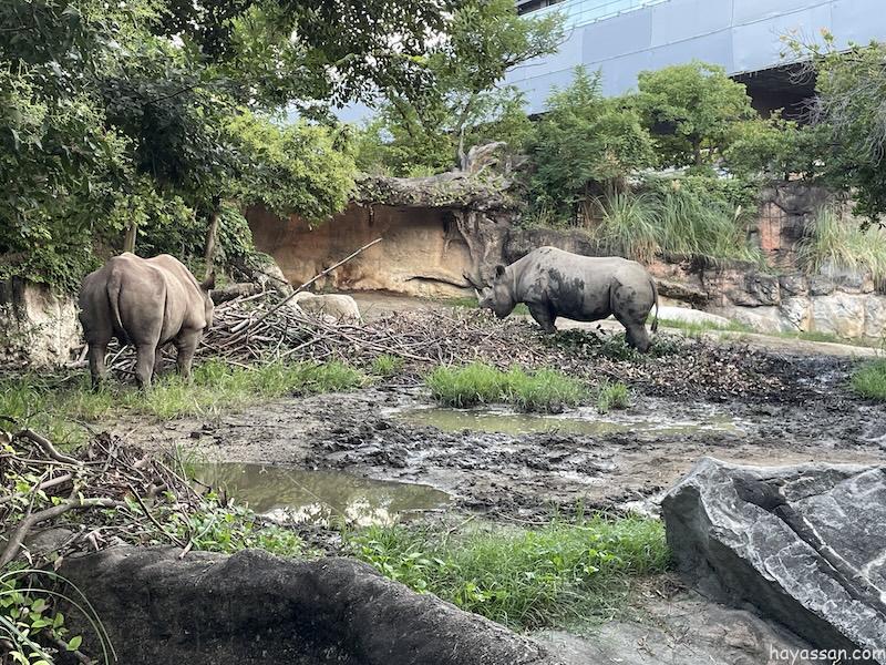 まだ明るい時間帯のサイ