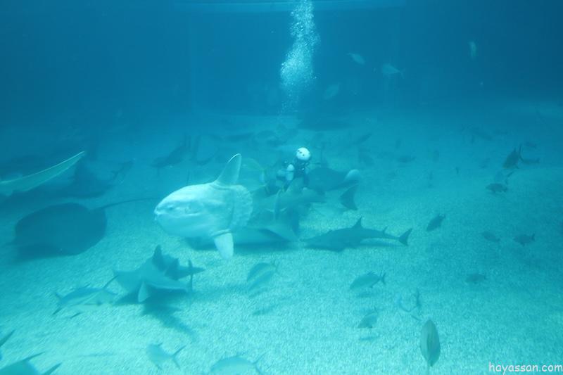 たくさんの魚が泳いでいる水槽