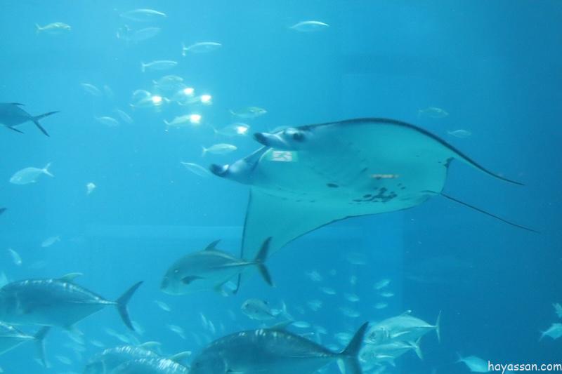 エイが泳いでいる